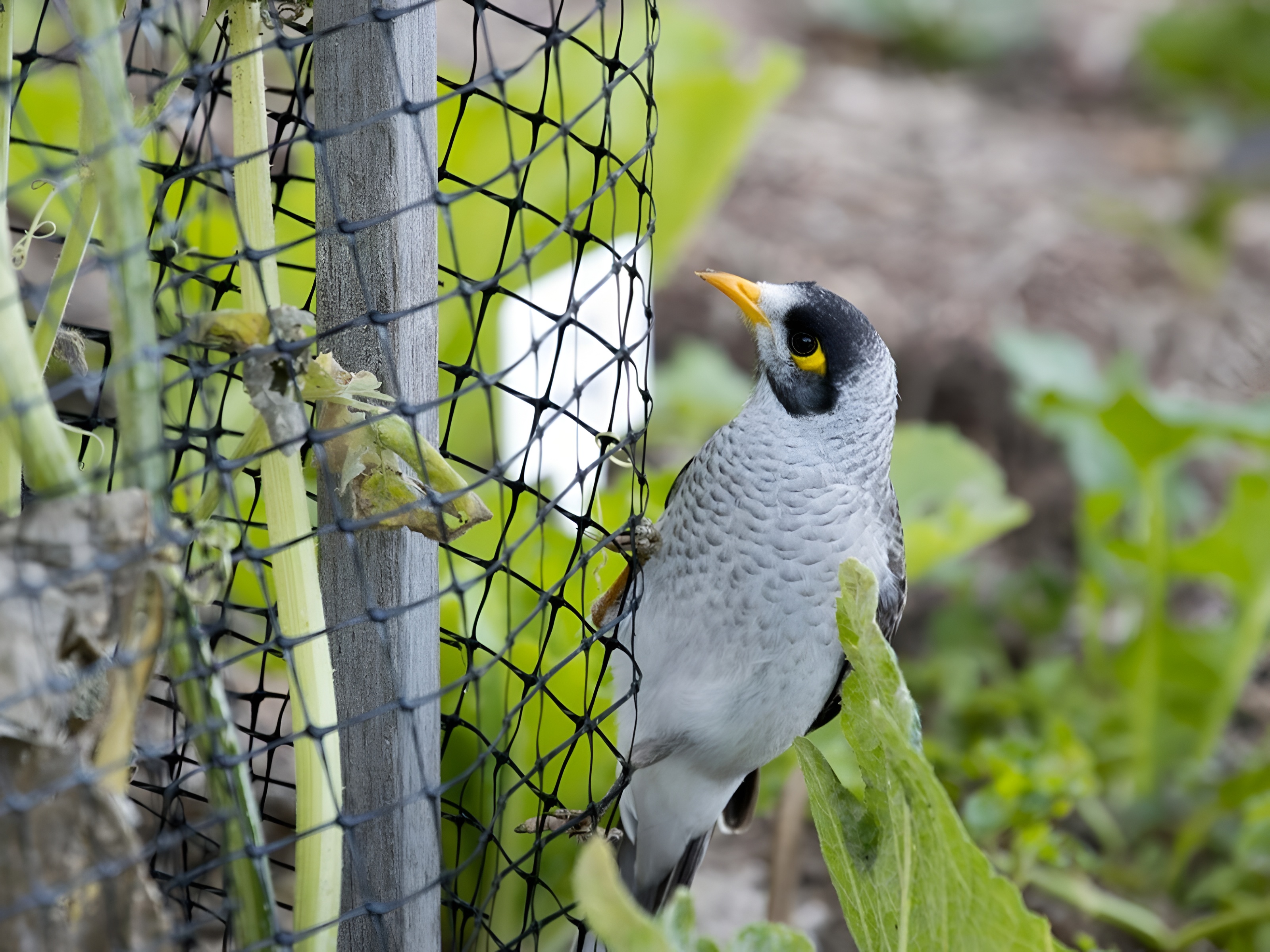 About MS Bird Netting